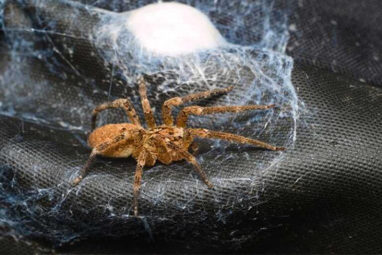 Does Vinegar Kill Spiders? Should You Use It? Spiders