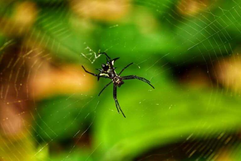 black and white spiders