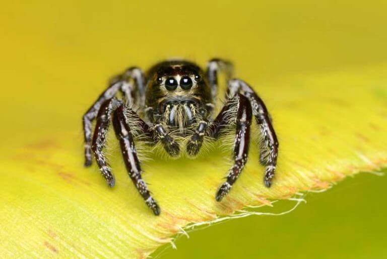 24 Black And White Spiders: Characteristics & Habitats | Spiders Planet