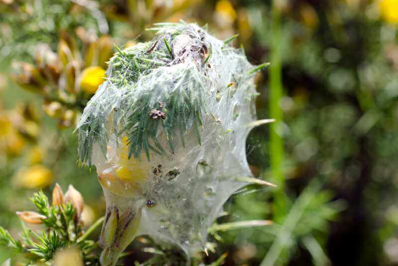 Do Spider Mites Kill Plants