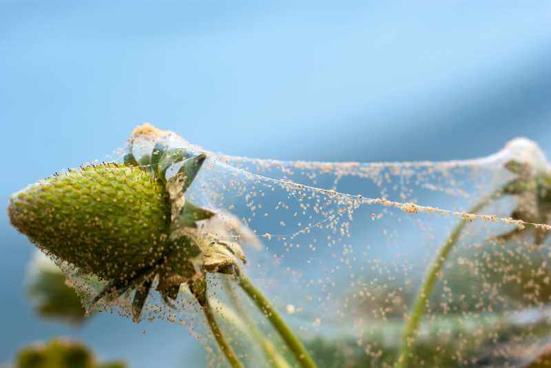Do Spider Mites Kill Plants?