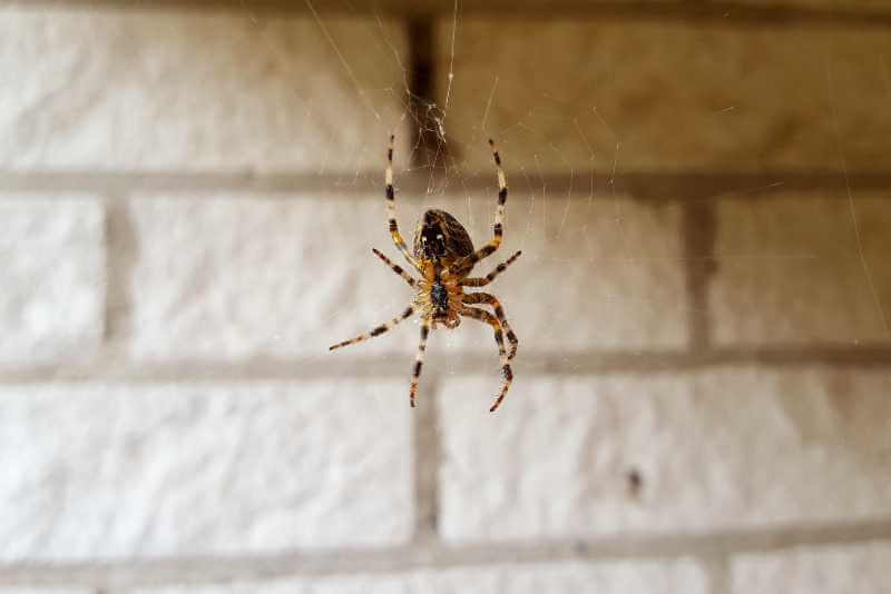 does bleach kill spiders