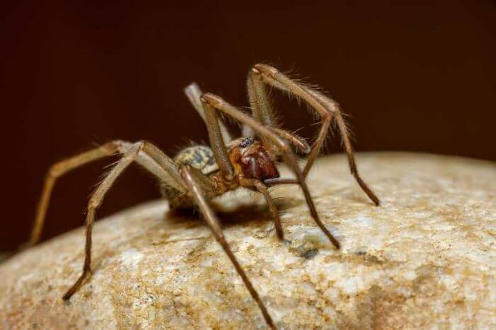 Does Hand Sanitizer Kill Spiders? What You Need To Know! | Spiders Planet