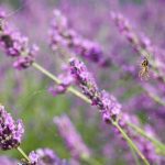 Does Lavender Really Repel Spiders?