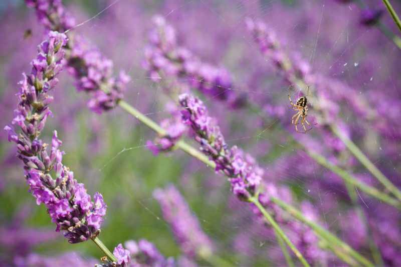 Does Lavender Really Repel Spiders?