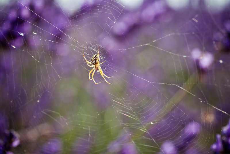 does lavender repel spiders
