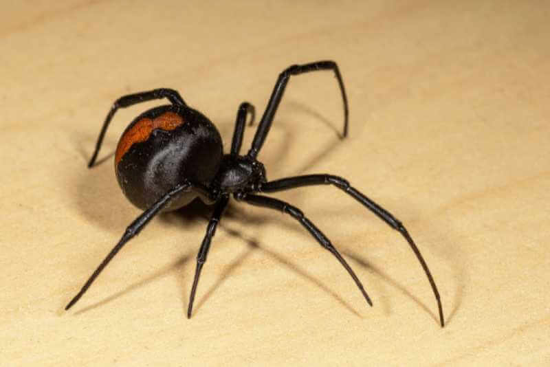 black and orange color spider