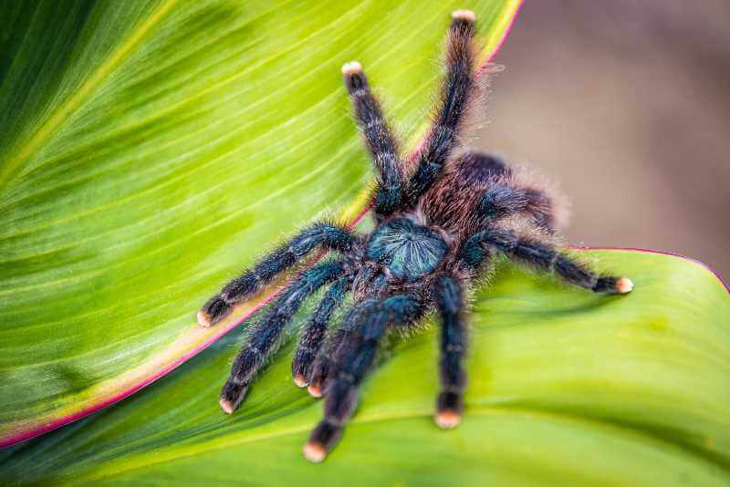 6 Unique Red And Blue Spiders With Photos!