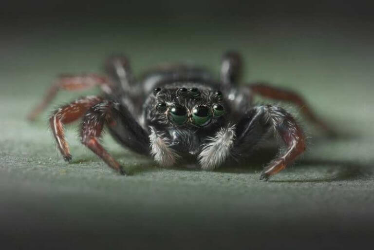 Why Do Spiders Have 8 Eyes? | Spiders Planet