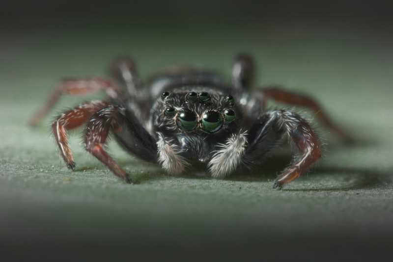 spiders with two large front eyes