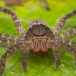 Why Do Spiders Have 8 Eyes?