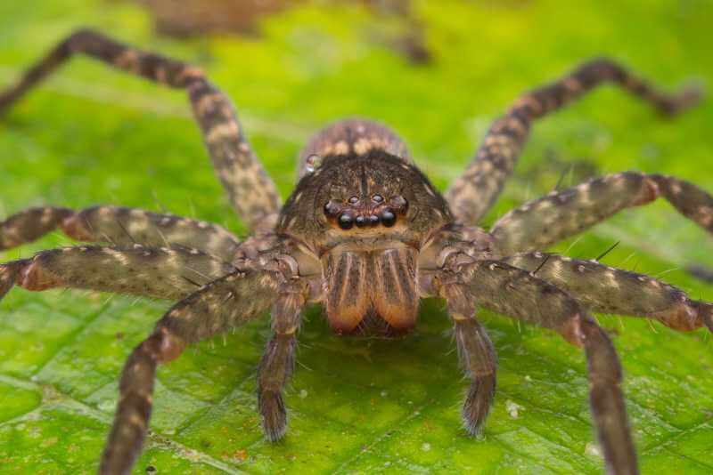 Why Do Spiders Have 8 Eyes?