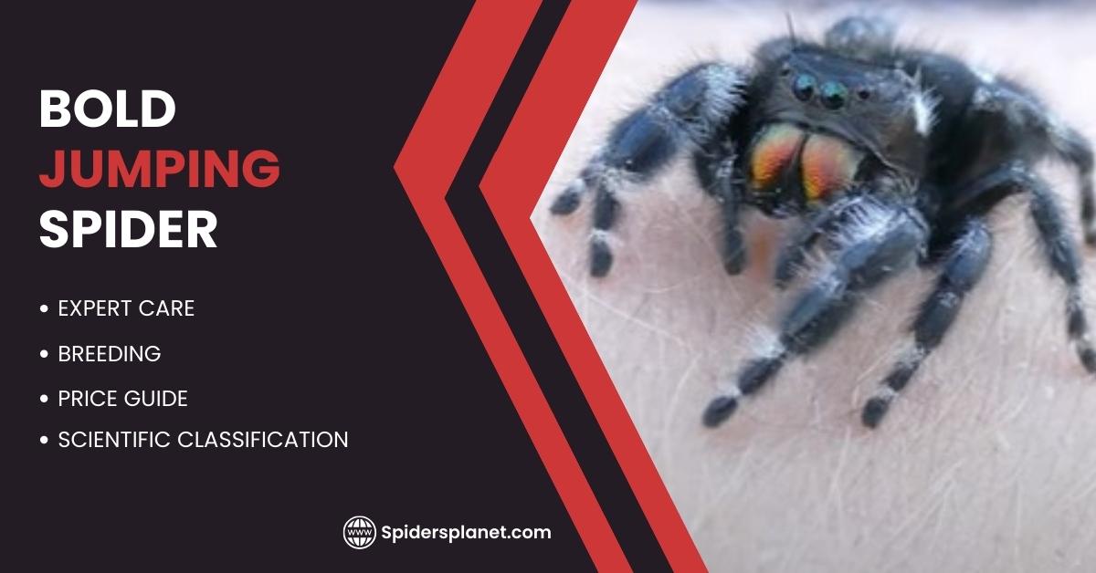 Bold Jumping Spider - Your New Adorable & Exciting Pet