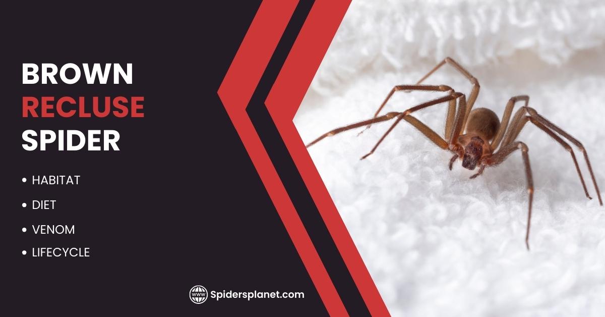 Brown Recluse Spider Feature Image