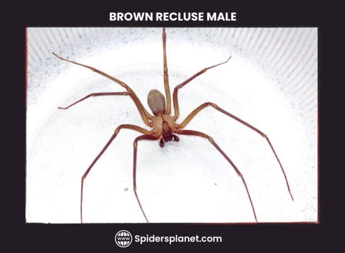 Brown Recluse Spider - (Violin Spider) Habitat, Diet, Venom & Lifecycle