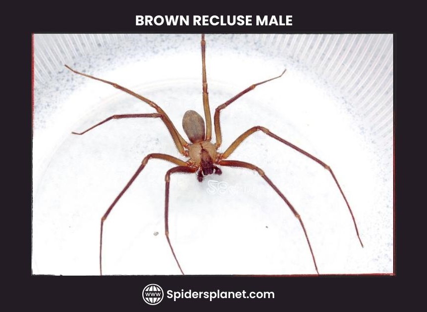 Brown Recluse Spider Violin Spider Habitat Diet Venom And Lifecycle