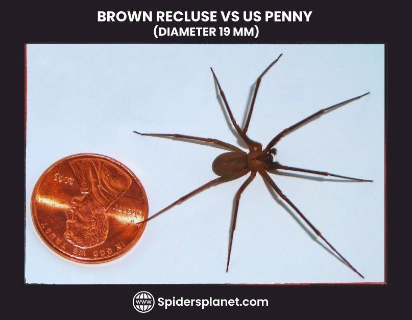 Brown Recluse Spider Violin Spider Habitat Diet Venom And Lifecycle
