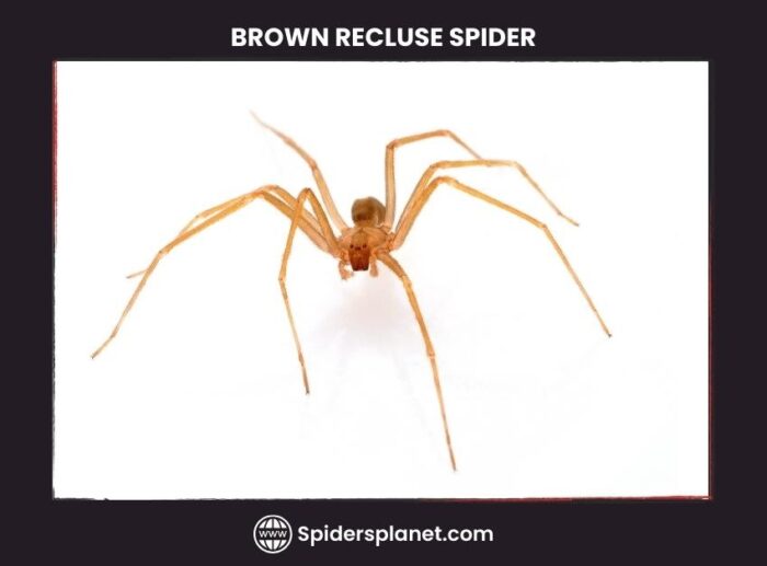 Brown Recluse Spider - (Violin Spider) Habitat, Diet, Venom & Lifecycle