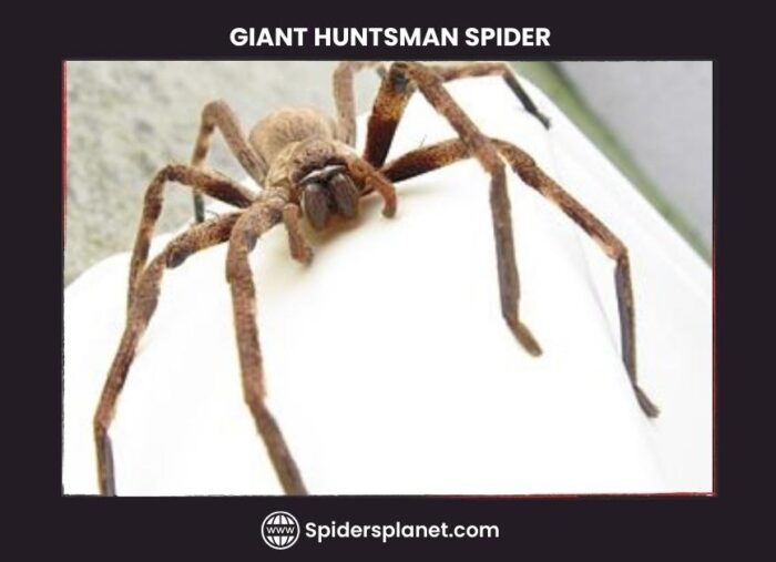 What is a Huntsman Spider? (Heteropodidae) - The Ultimate Guide