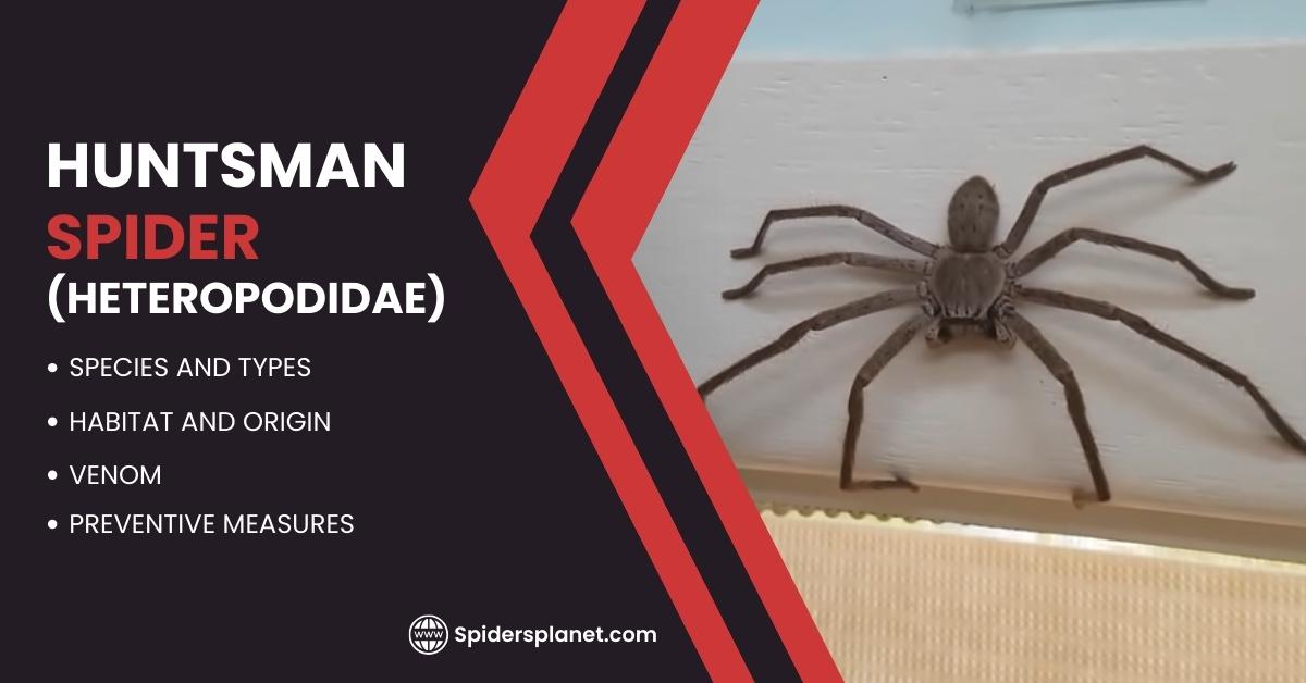 Huntsman Spider Feature Image
