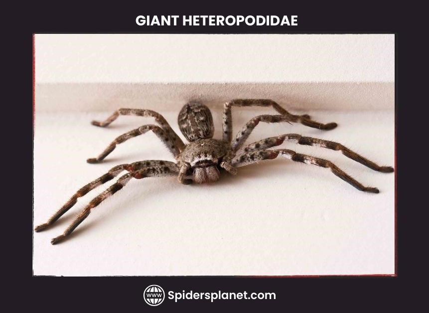 What Is A Huntsman Spider Heteropodidae The Ultimate Guide 8118
