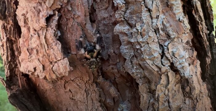 jumping spider walking on the tree