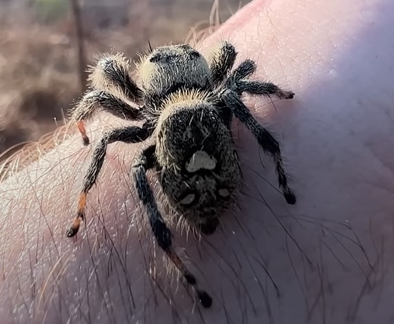 Phidippus regius are not Poisonous