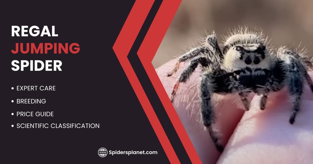 Regal Jumping Spider Feature image