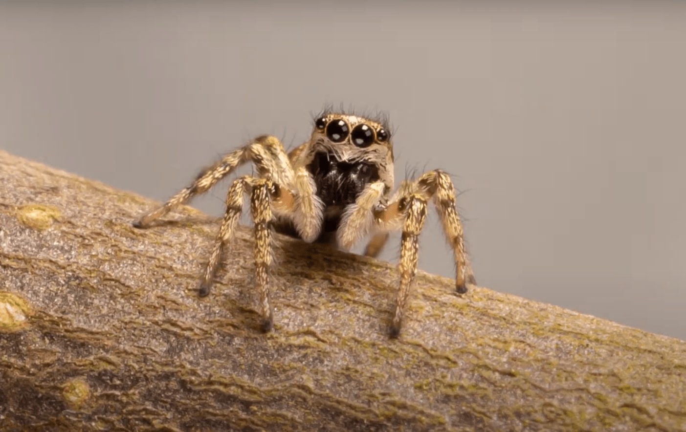 Zebra Spider Habitat, Diet, Reproduction & Facts