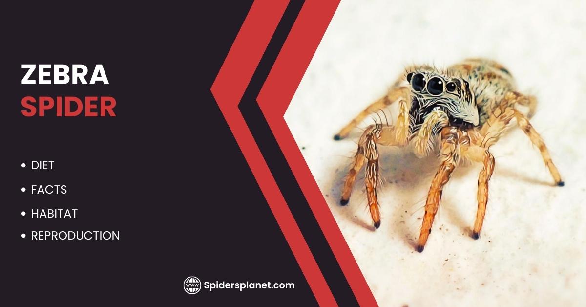 Zebra Spider feature image showing Habitat, Diet, Reproduction & Facts