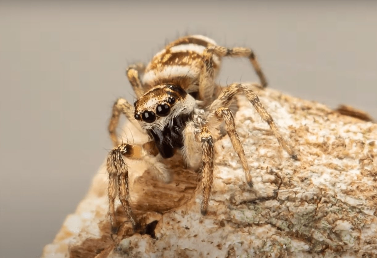 Zebra Spider Habitat, Diet, Reproduction & Facts