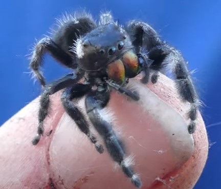 Handling ting Bold Spider
