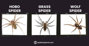 Grass Spider: Appearance, Habitat, Lifecycle, Preventive Measures