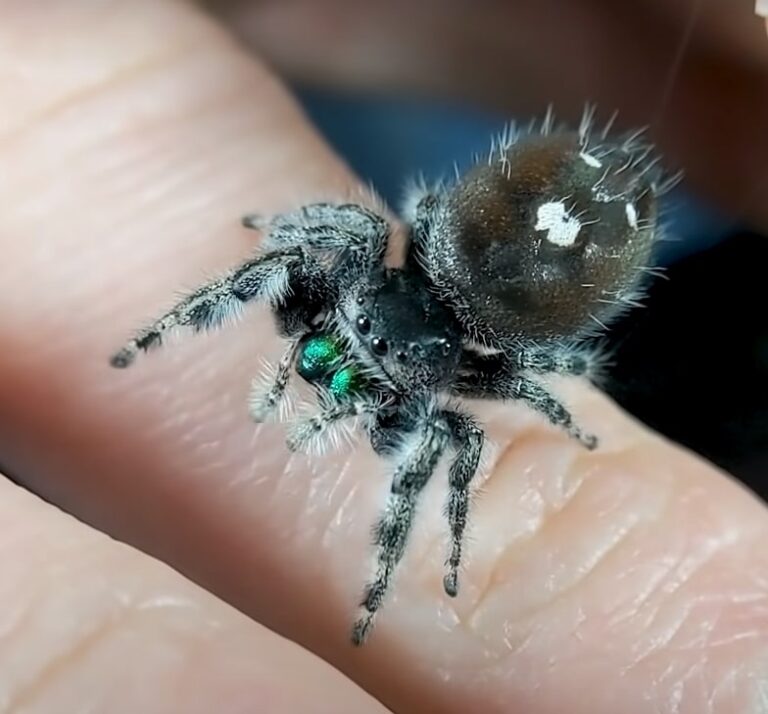 Knowing Your Jumping Spider Pet A Comprehensive Guide