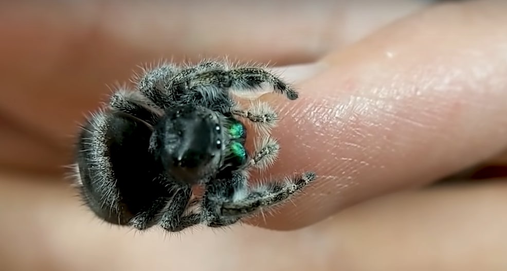 Knowing Your Jumping Spider Pet A Comprehensive Guide