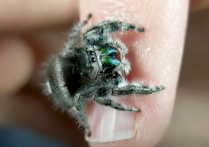 jumping spider walking on my nail