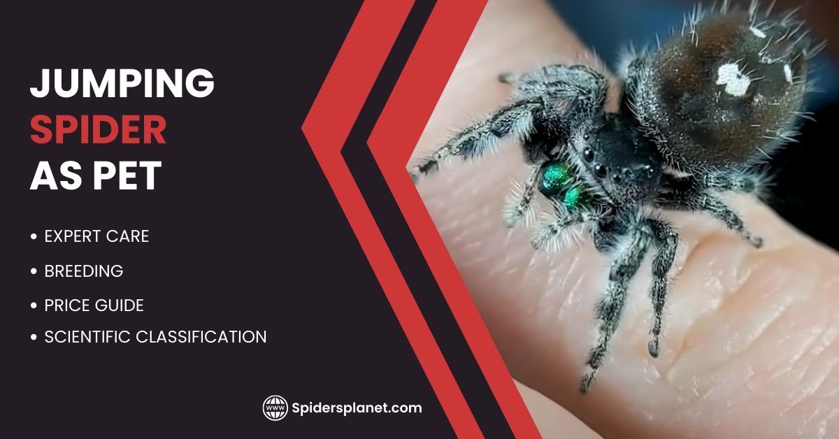 Pet Jumping Spider Care: A Comprehensive Guide