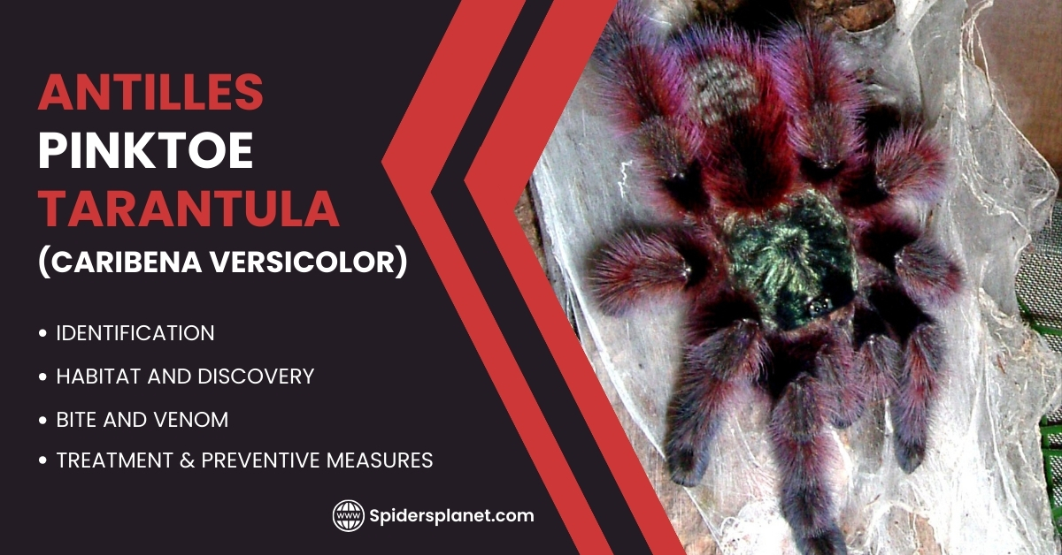 Antilles Pinktoe Tarantula: A Caribbean Jewel That Crawls