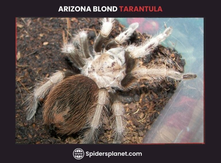 Arizona Blond Tarantula (Aphonopelma Chalcodes): Ultimate Guide