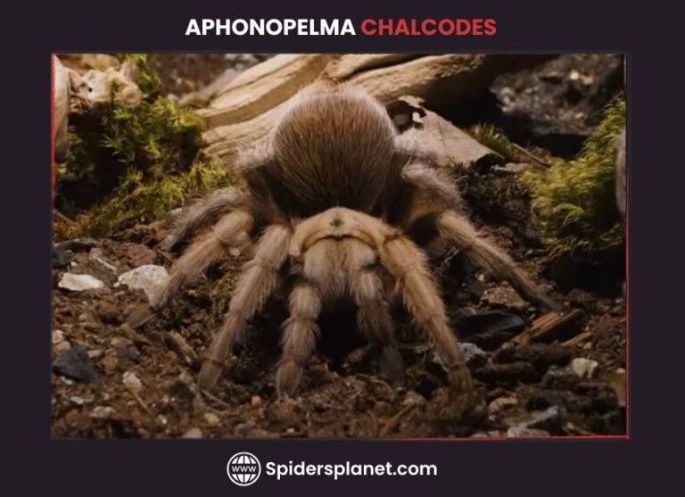 Arizona Blond Tarantula (Aphonopelma Chalcodes): Ultimate Guide