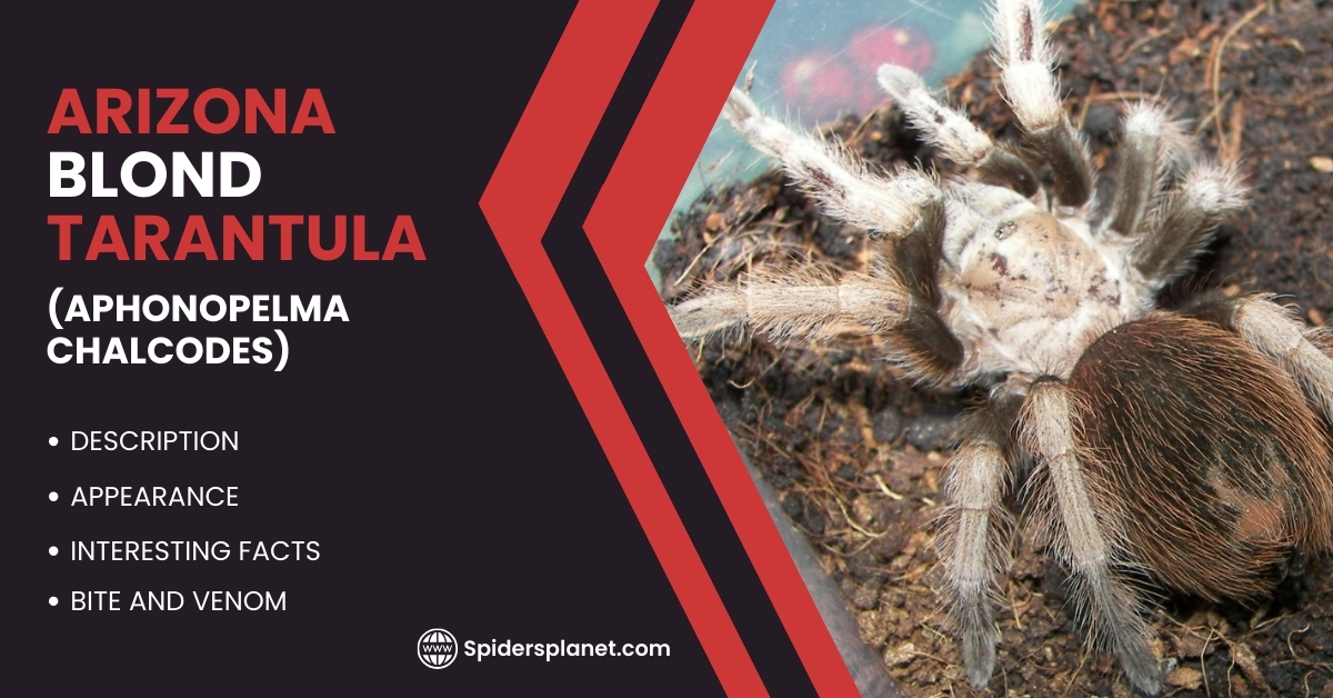 Arizona Blond Tarantula (Aphonopelma chalcodes):  Ultimate Guide