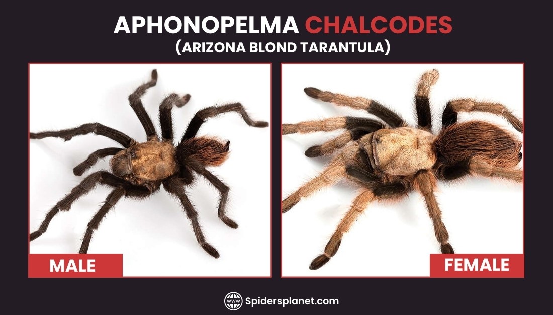 Arizona Blond Tarantula (Aphonopelma Chalcodes): Ultimate Guide