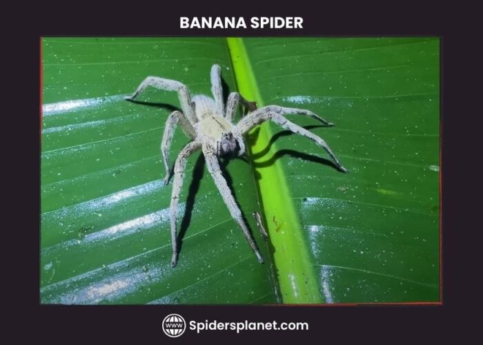 Banana Spider sitting on banana leaf - Spiders Planet