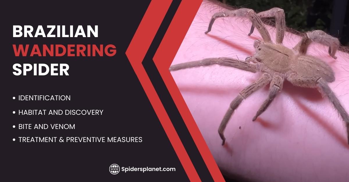 Feature image of Brazilian Wandering Spider