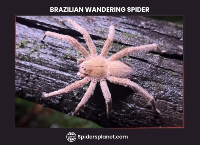 Brazilian Wandering Spider sitting on wood -Spiders Planet