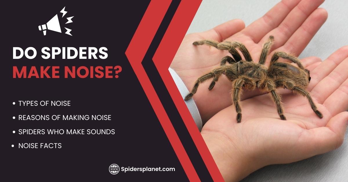 Do Spiders Make Noise? Know the Secret Language of Spiders