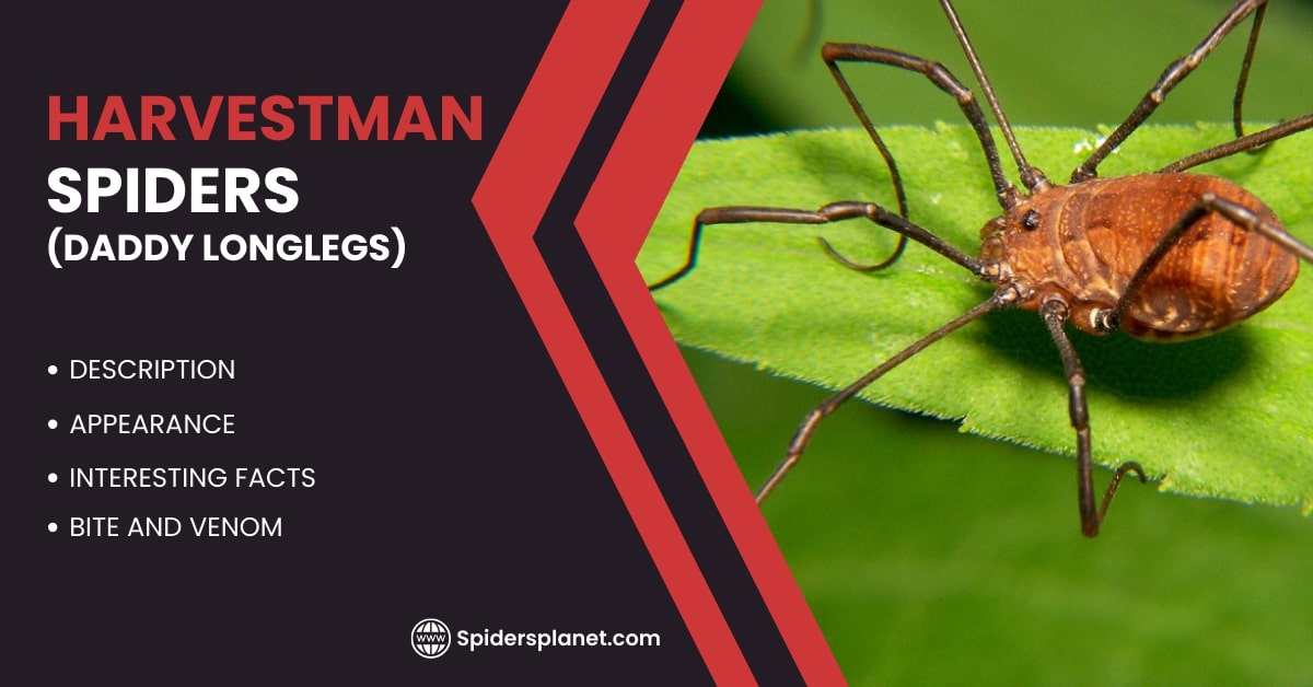Harvestman Spiders Feature Image