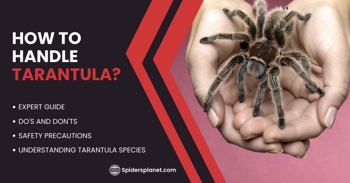 How To Handle Tarantula - Feature Image