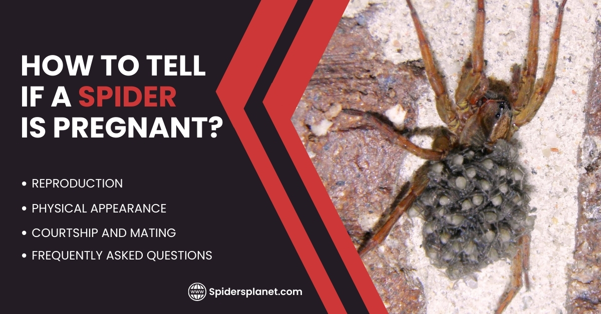 How Do Spiders Get Pregnant At Jane Whitsett Blog