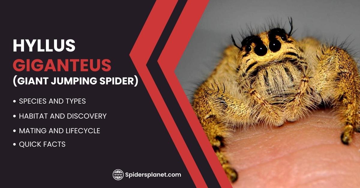 Feature image of Hyllus Giganteus - Spiders Planet